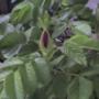 First Rose Bud