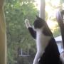 Kitty surveys the world outside
