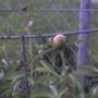 One Peony with Flower Buds