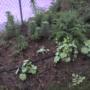 A Corner of Back Garden