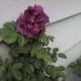 First Rose!