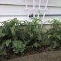 Section of Beds Near Side of House