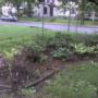 Garden Bed Under Apple Tree