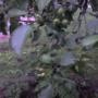 Apples!