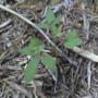 Rudbeckia?