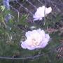 Peony!