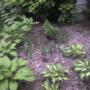 New Forsythia bush with Hostas.