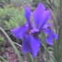 Pretty Iris.
