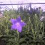First baloon flower!