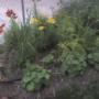 Corner of back garden, again.