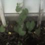 Clearance Morning Glories.