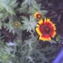 Basket flowers, Gaillarada