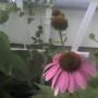 First coneflower. Clematis in background.