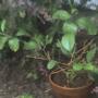Lemon tree enjoying the great outdoors!