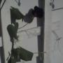 Close out Morning Glories Blooming